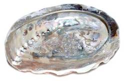 4" Abalone Shell incense burner (limited quanity) - Click Image to Close