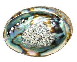 3" - 4" Abalone Shell incense burner - Click Image to Close