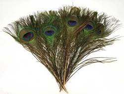 Peacock feather (pk of 10) - Click Image to Close