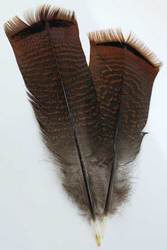 Bronze Pre-tail Turkey feather