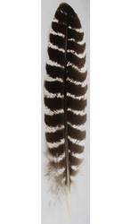 Barred Wing Smudging Feather - Click Image to Close