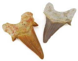 Shark Teeth - Click Image to Close