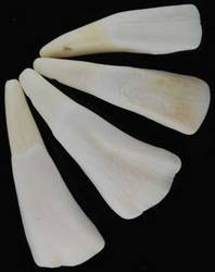 Water Buffalo Tooth